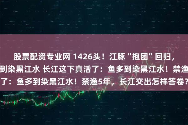 股票配资专业网 1426头！江豚“抱团”回归，长江禁渔5年巨变：鱼多到染黑江水 长江这下真活了：鱼多到染黑江水！禁渔5年，长江交出怎样答卷？