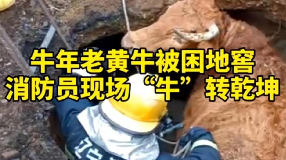 牛年老黃牛被困地窖，消防員現場“牛”轉乾坤！
